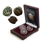 Herod Dynasty: Three Judaean Bronze Coins of the Biblical Holy Land (Three-Coin